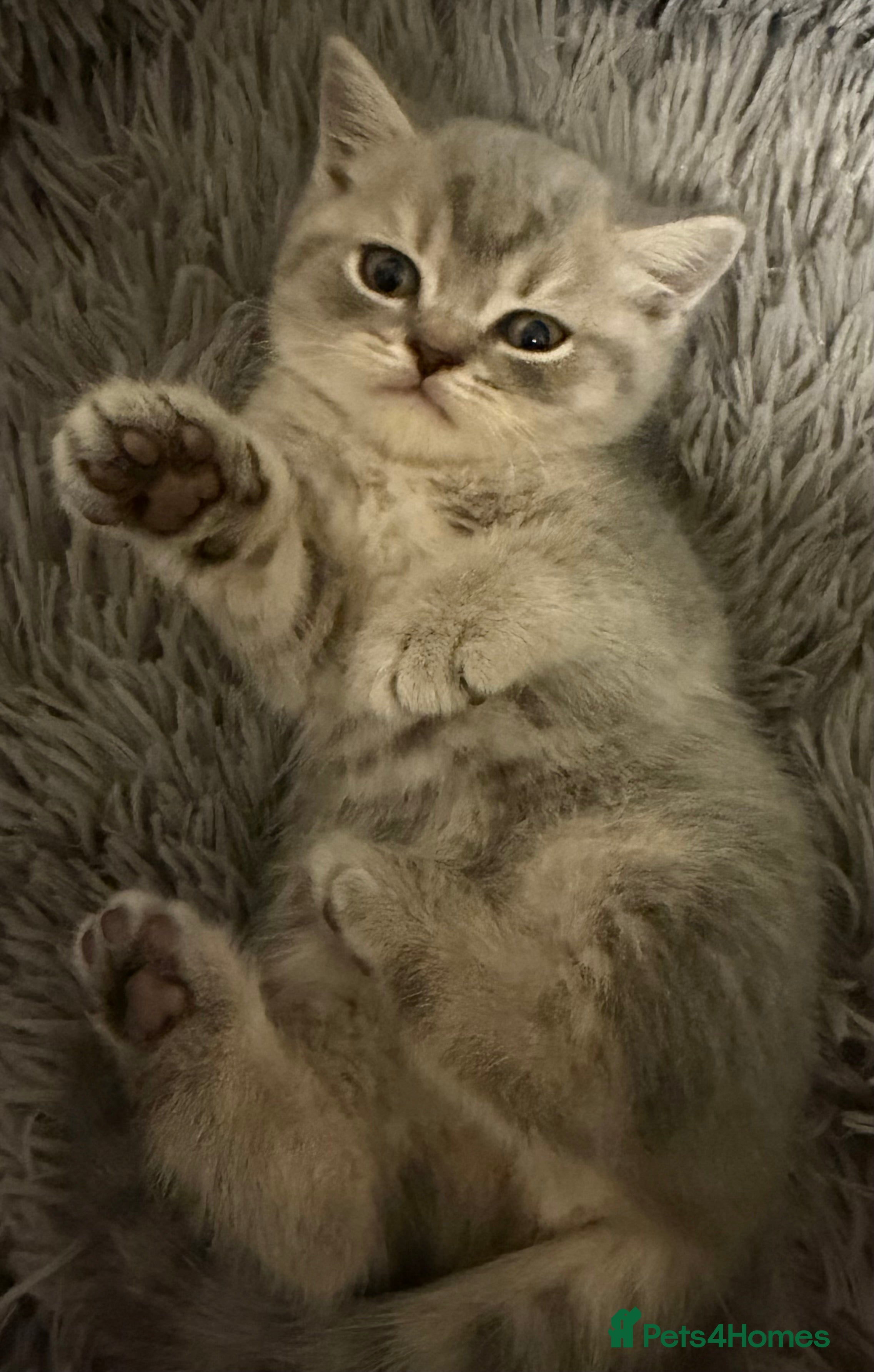 British Shorthair cats Beautiful British Shorthair Kittens  - Advert 2