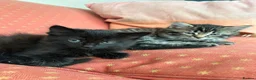 Mixed Breed cats for sale: 3male kittens - Advert 5