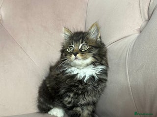 Siberian cats Siberian kittens, ONE LEFT - Advert 7