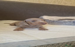 Dachshund dogs for sale: 2 girls and 1 boy miniature dachshund puppies  - Image 22