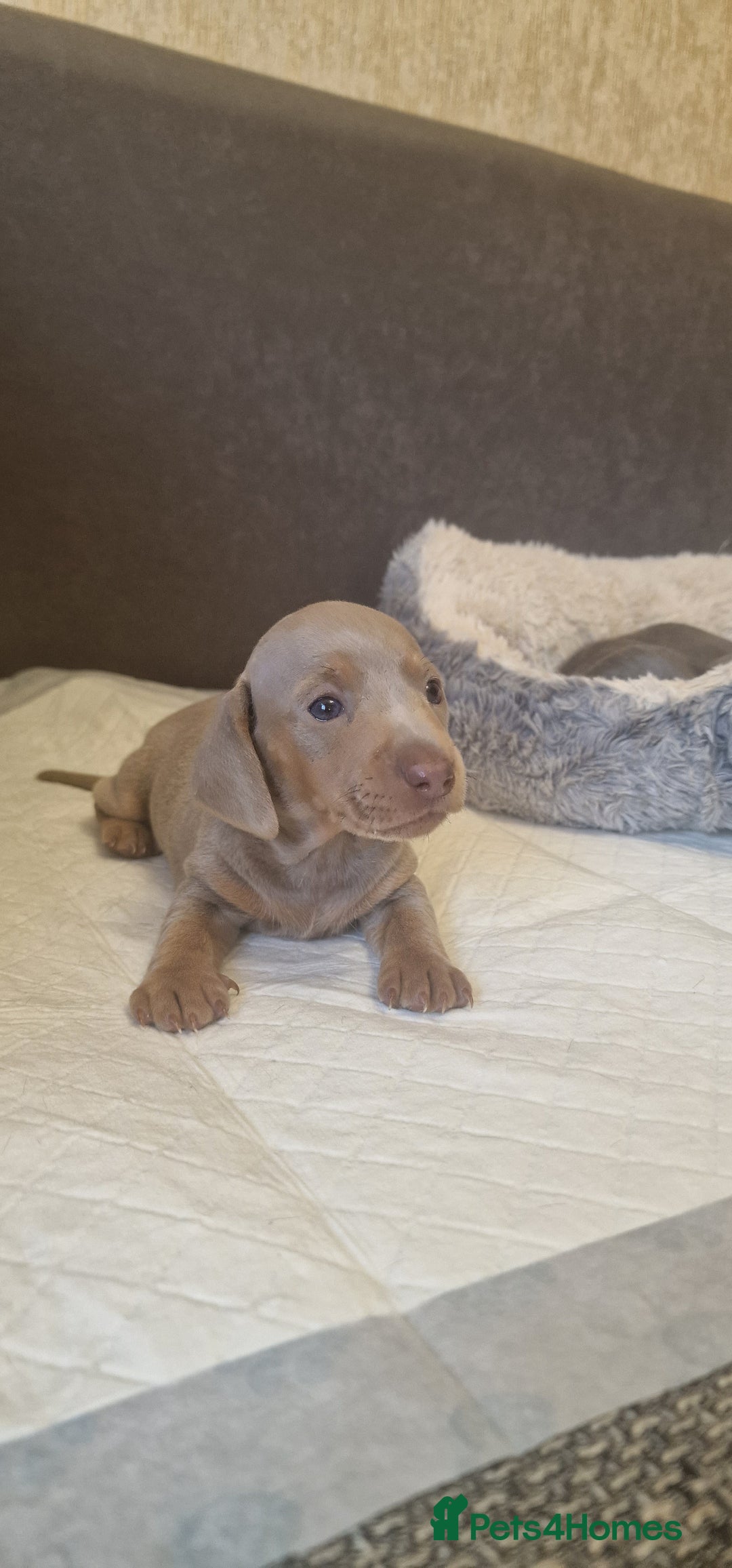 Dachshund dogs for sale: 2 girls and 1 boy miniature dachshund puppies  - Image 22