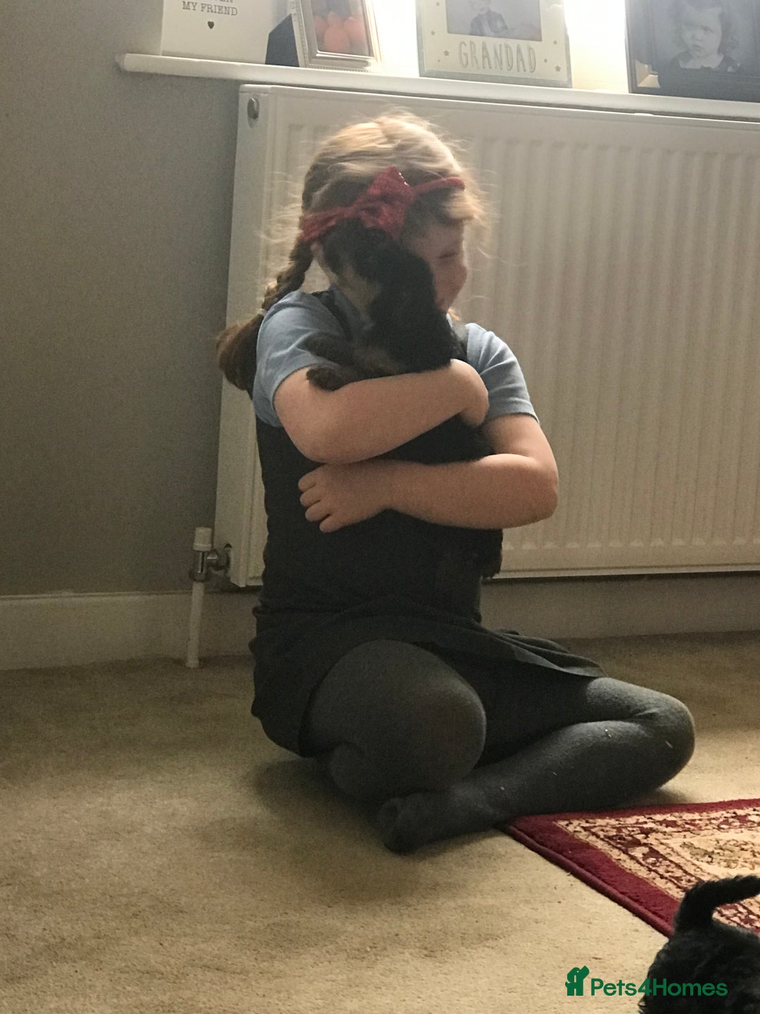 Welsh Terrier dogs for sale: A STUNNING LITTER OF WELSIES - Advert 5