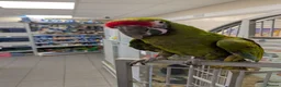 Macaws birds for sale: Hand reared military macaw super tame in Chorley - Advert 4