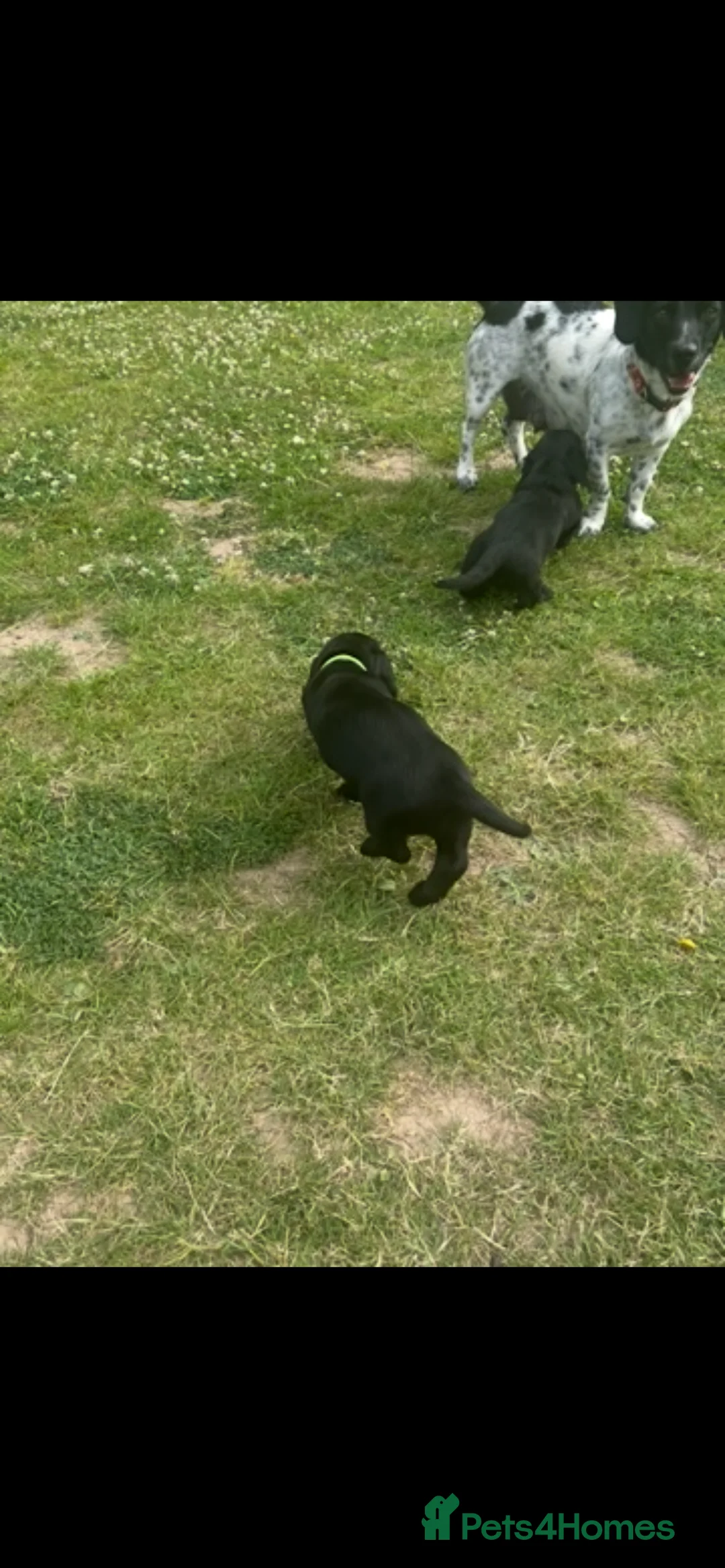 Mixed Breed dogs for sale: Looking for home  - Advert 15