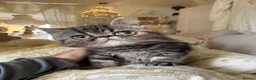 Exotic cats for sale: Exotic Persians - Advert 5