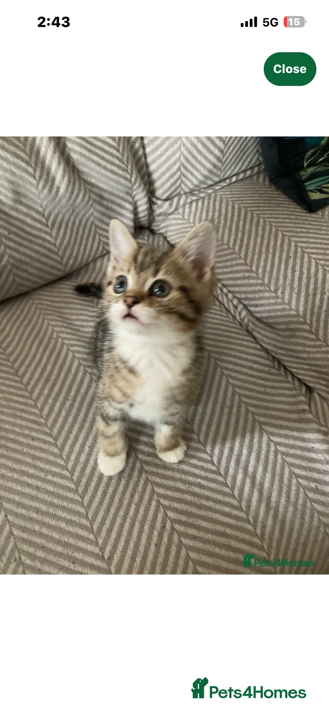 British Shorthair cats for sale: Female British short haired kitten - Advert 2