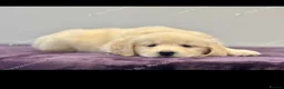 Golden Retriever dogs for sale: Golden retriever golden colour  - Advert 2