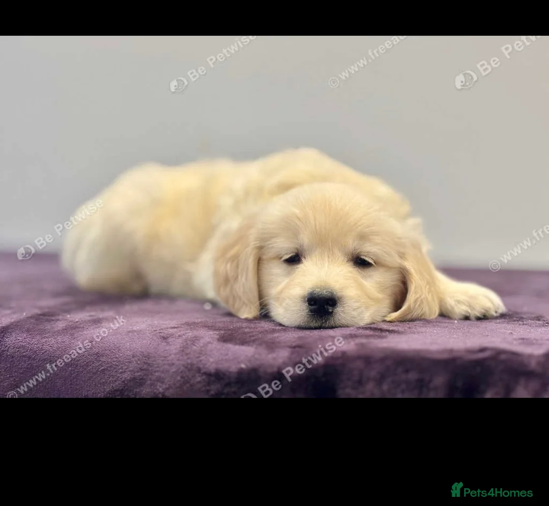 Golden Retriever dogs for sale: Golden retriever golden colour  - Advert 2