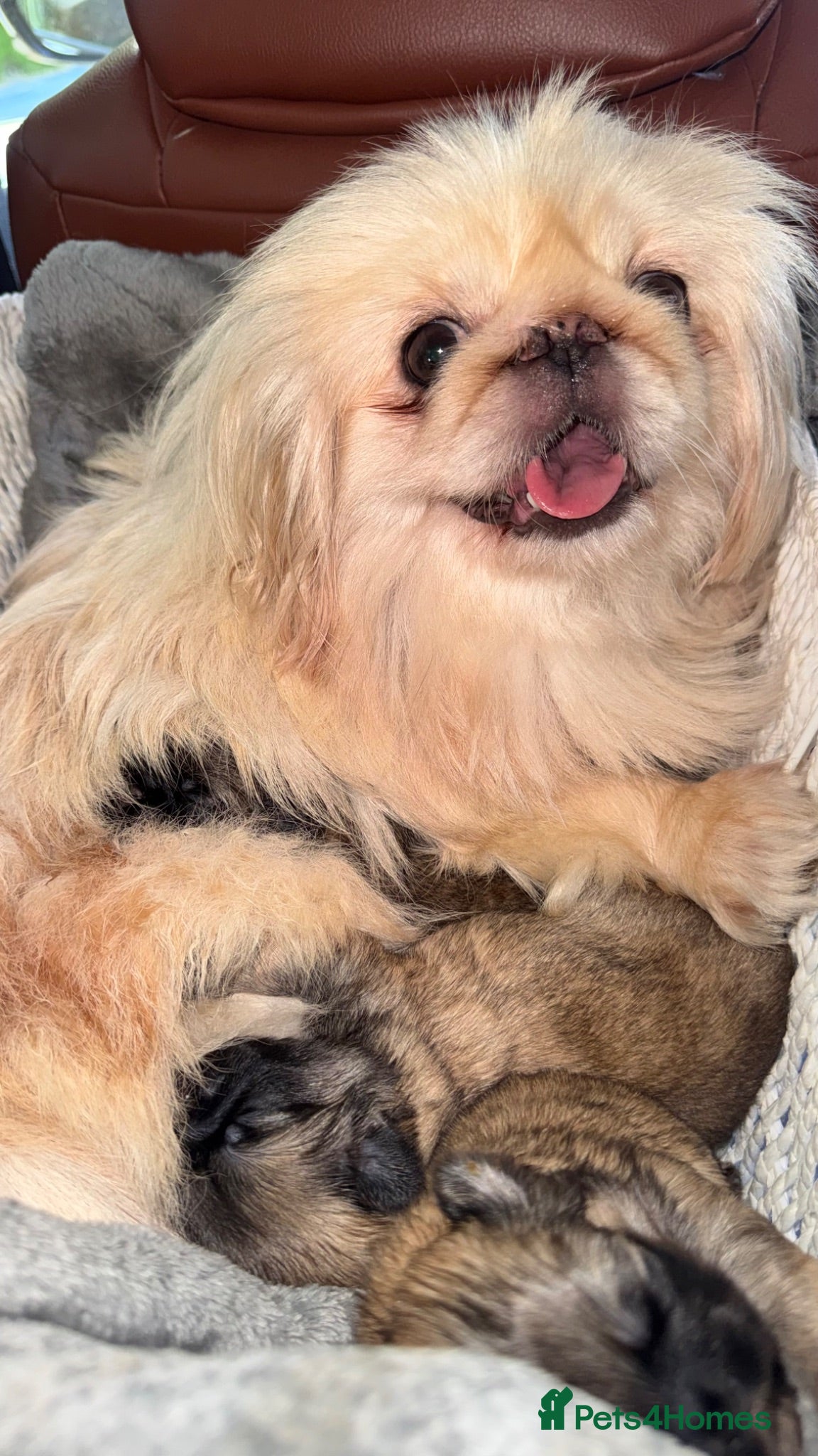 Pekingese dogs Pekingese Puppies  - Advert 3