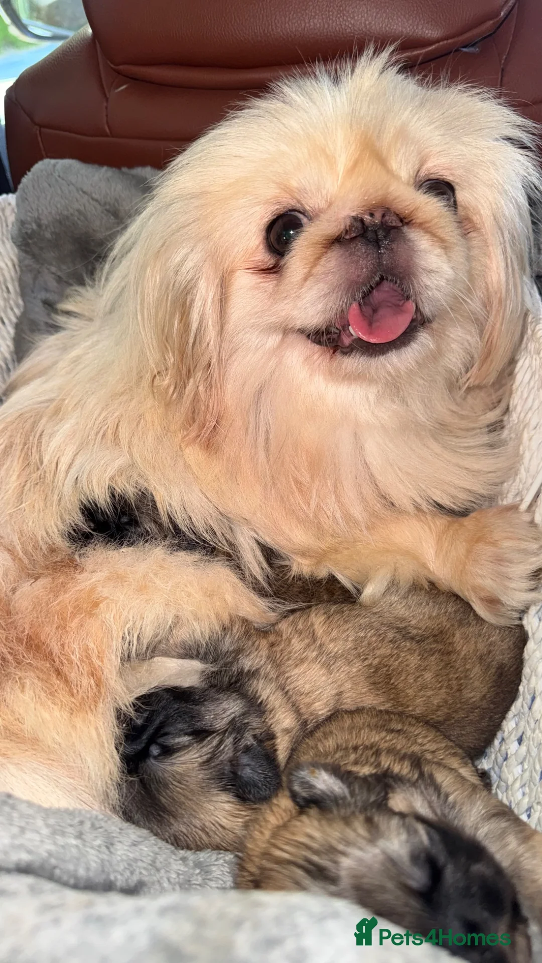 Pekingese dogs for sale: Pekingese Puppies  in Wolverhampton - Advert 1