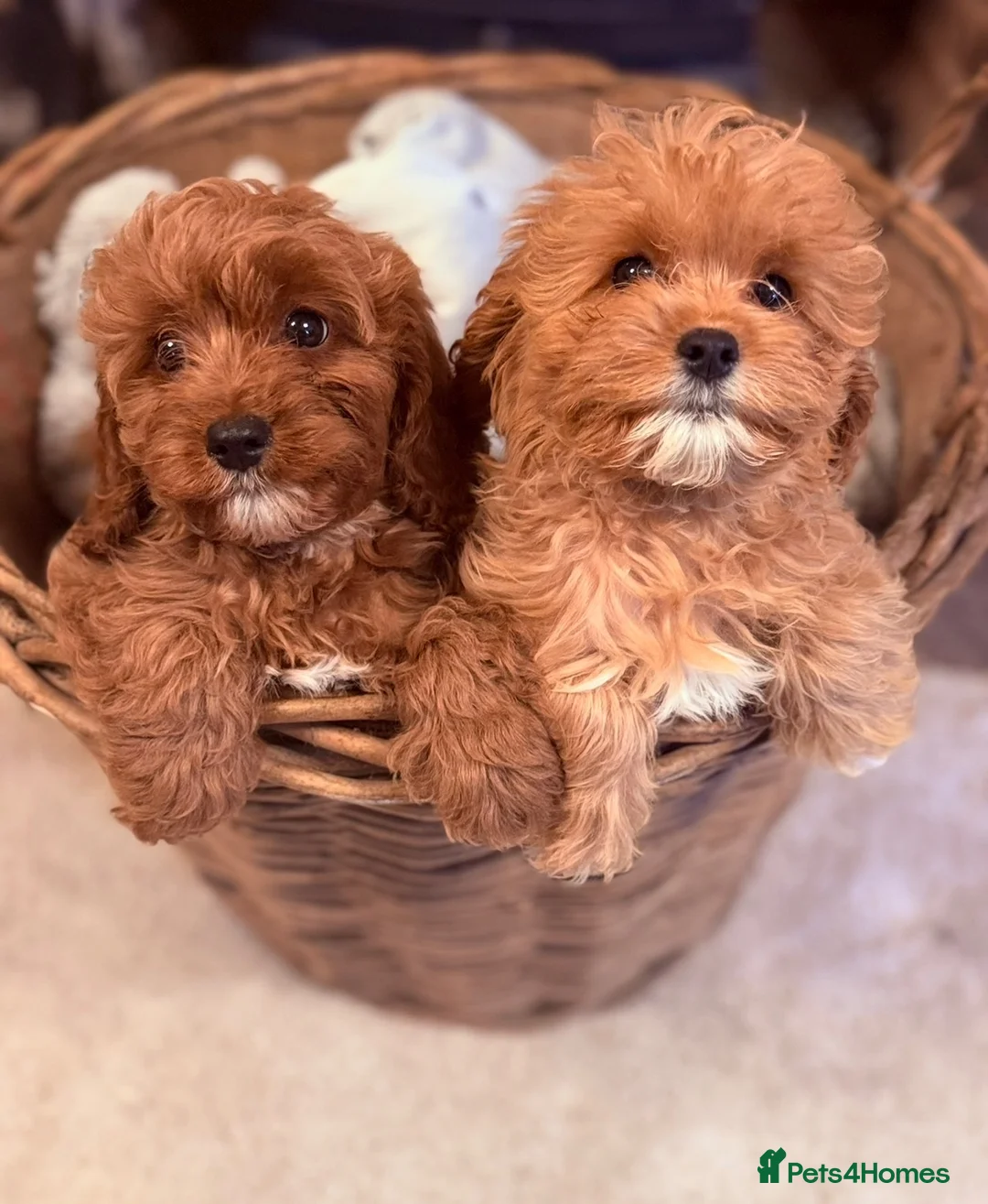 Cavapoo dogs for sale: Stunning F1 Health Tested Darlings  - Advert 2