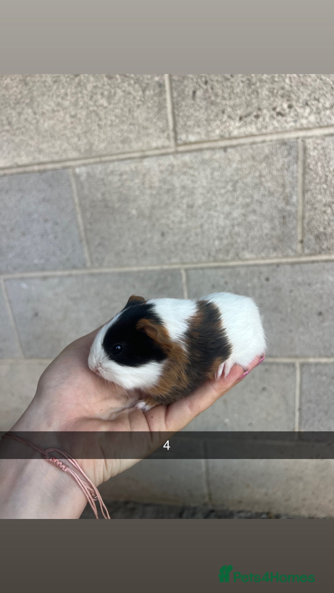 Guinea Pig rodents for sale: Lovely guinea pigs looking for their new homes!  - Image 11