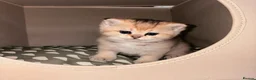British Shorthair cats for sale: 🌟 Exceptional GCCF Register BSH Golden Kittens 🌟 - Advert 10