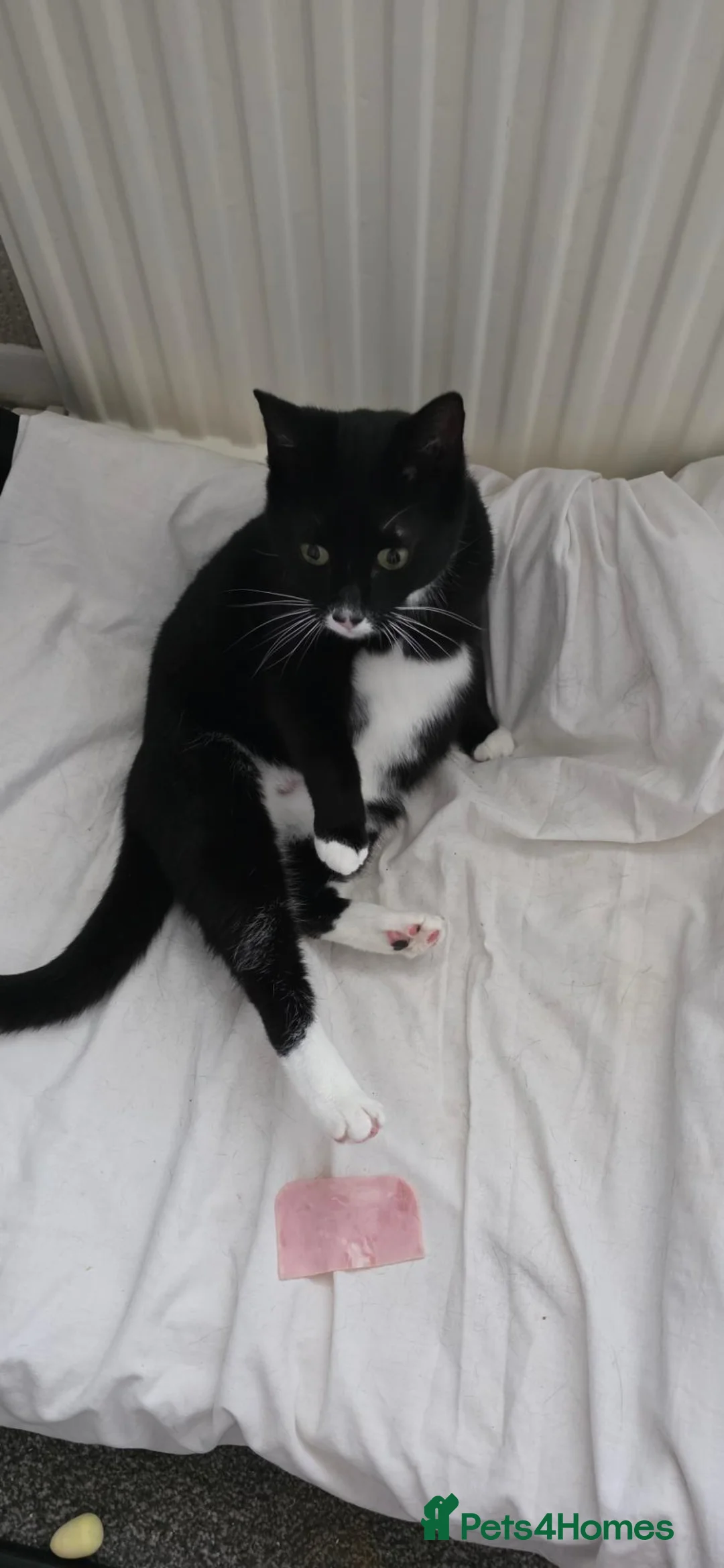 Mixed Breed cats for sale: Looking for a loving home for cat  - Advert 2