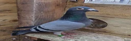 Pigeons birds for sale: Quality Racing pigeons for sale in Glasgow - Advert 9