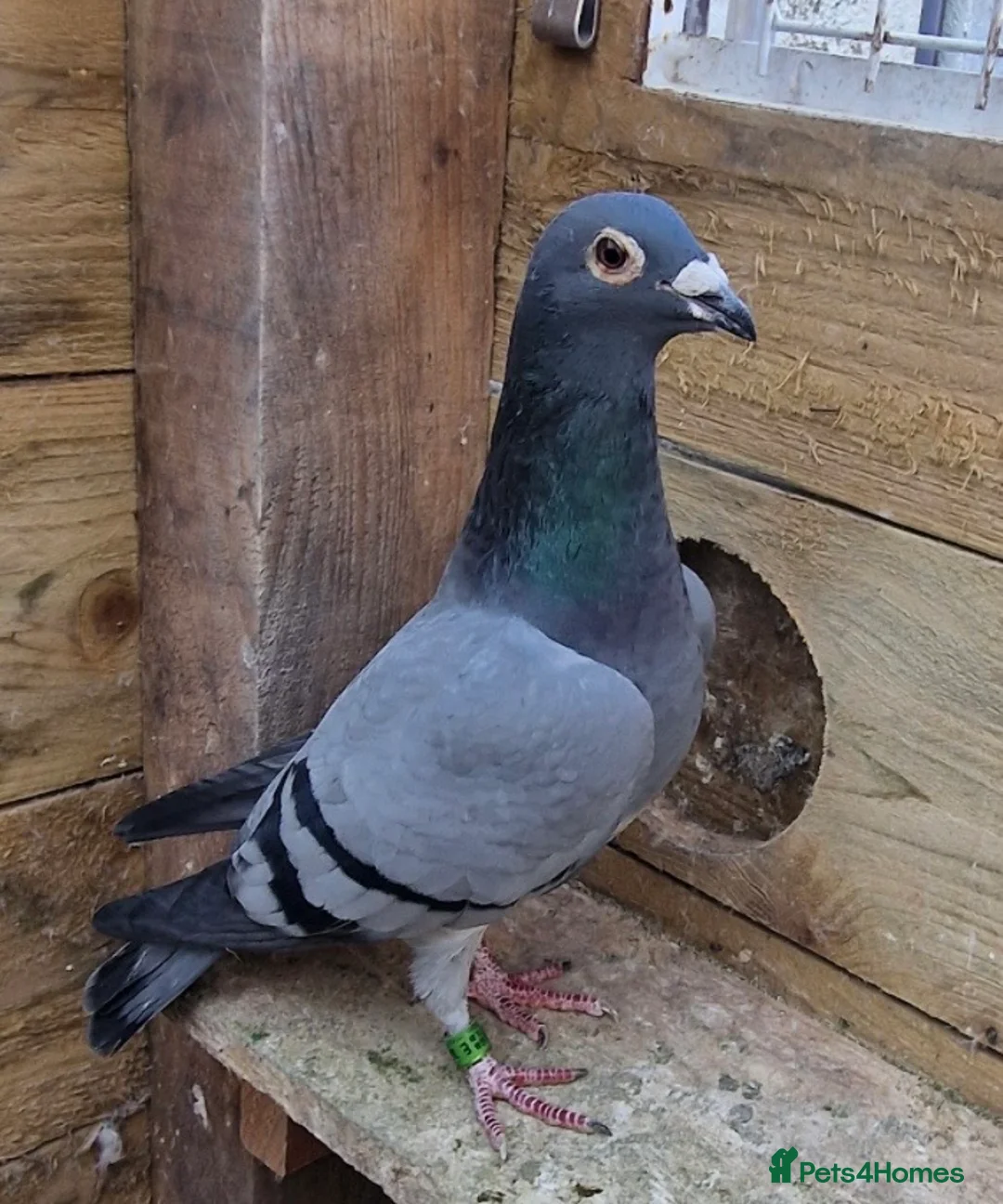 Pigeons birds for sale: Quality Racing pigeons for sale in Glasgow - Advert 9