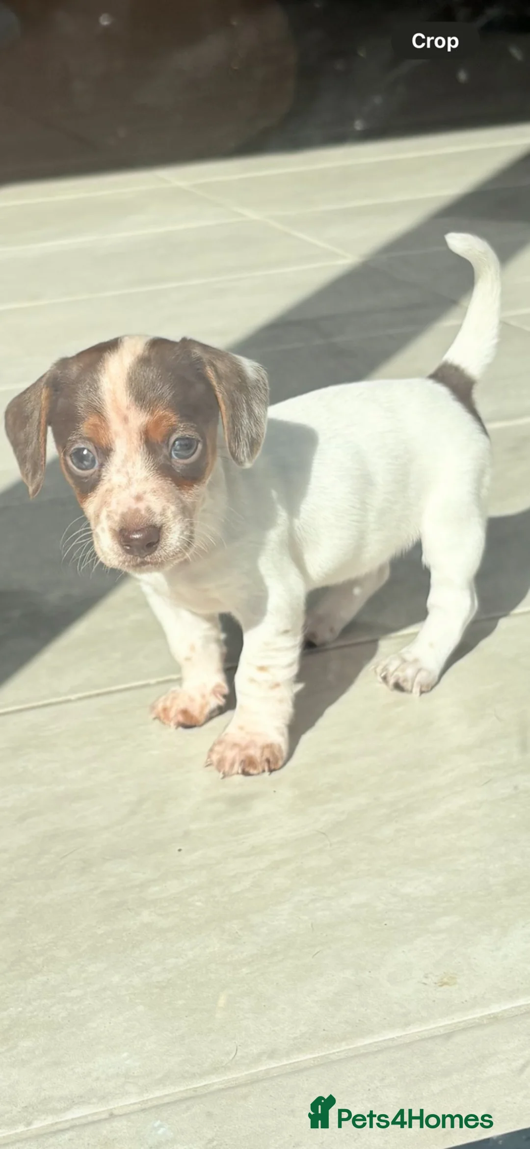 Jackshund dogs for sale: Female Jackshund puppy for sale in Nuneaton - Advert 2