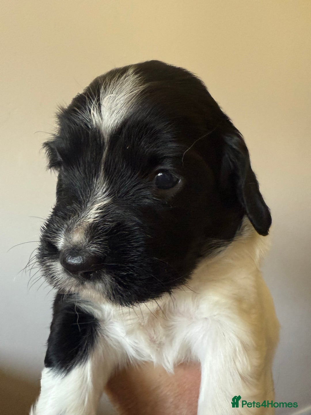 English Springer Spaniel dogs for sale: Black and white springer spaniel  - Image 9