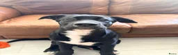 Mixed Breed dogs for sale: Cross breed puppy in Brighton - Advert 7