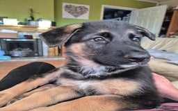 German Shepherd dogs for sale: Last German Shepherd girl remaining  - Image 27