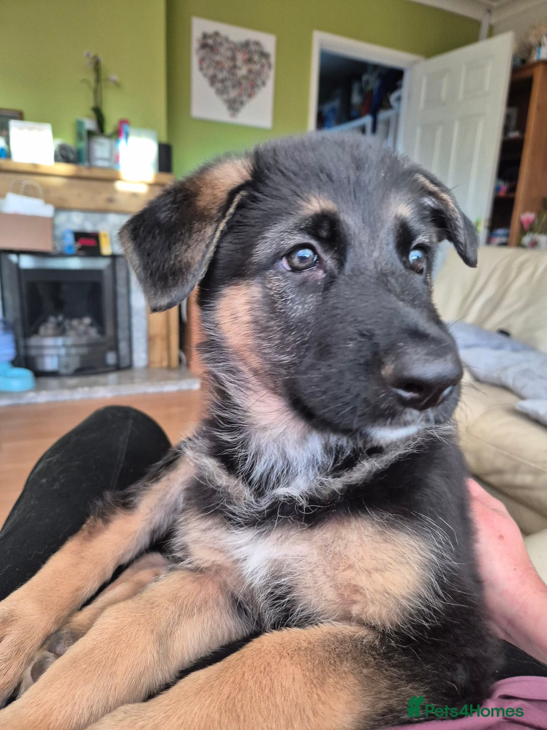 German Shepherd dogs for sale: Last German Shepherd girl remaining  - Image 27