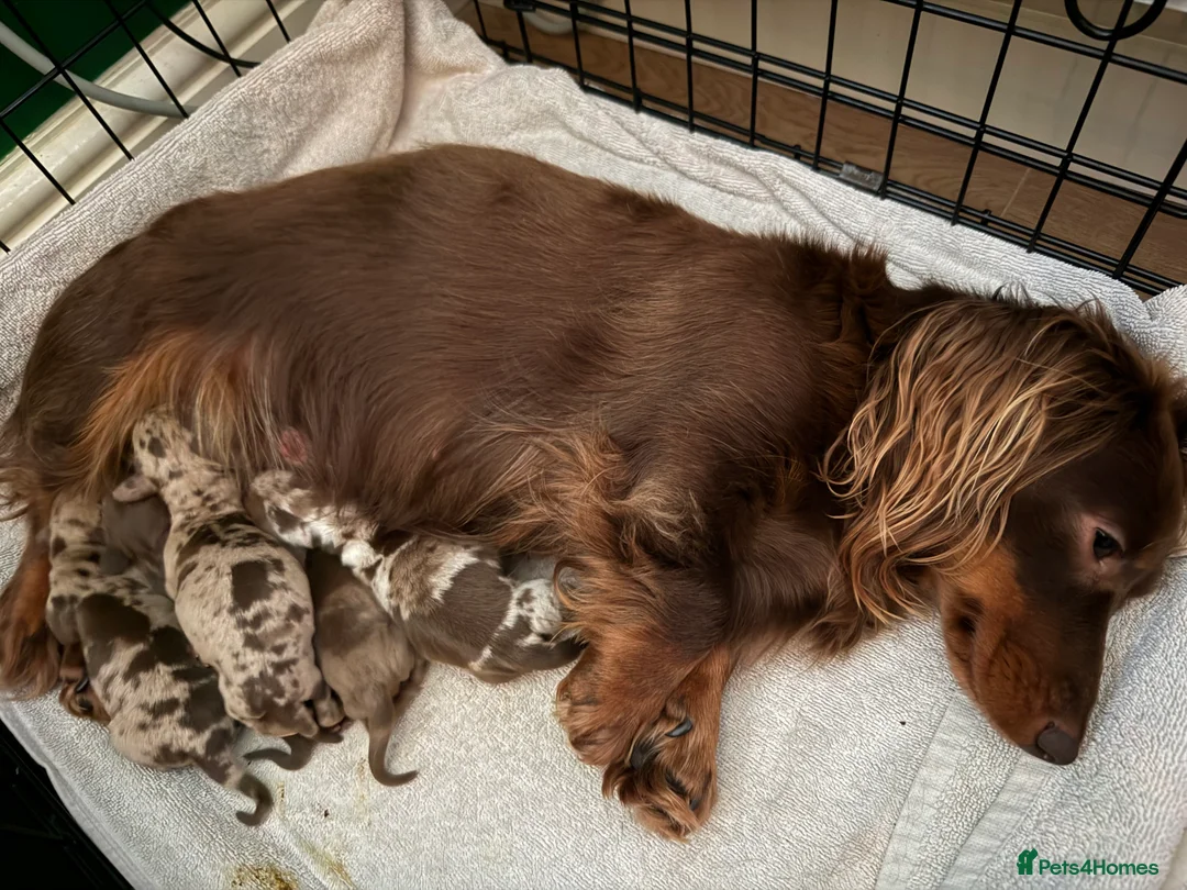 Miniature Dachshund dogs for sale: Miniature Dapple & Merle long haired Daschunds in Romsey - Advert 1