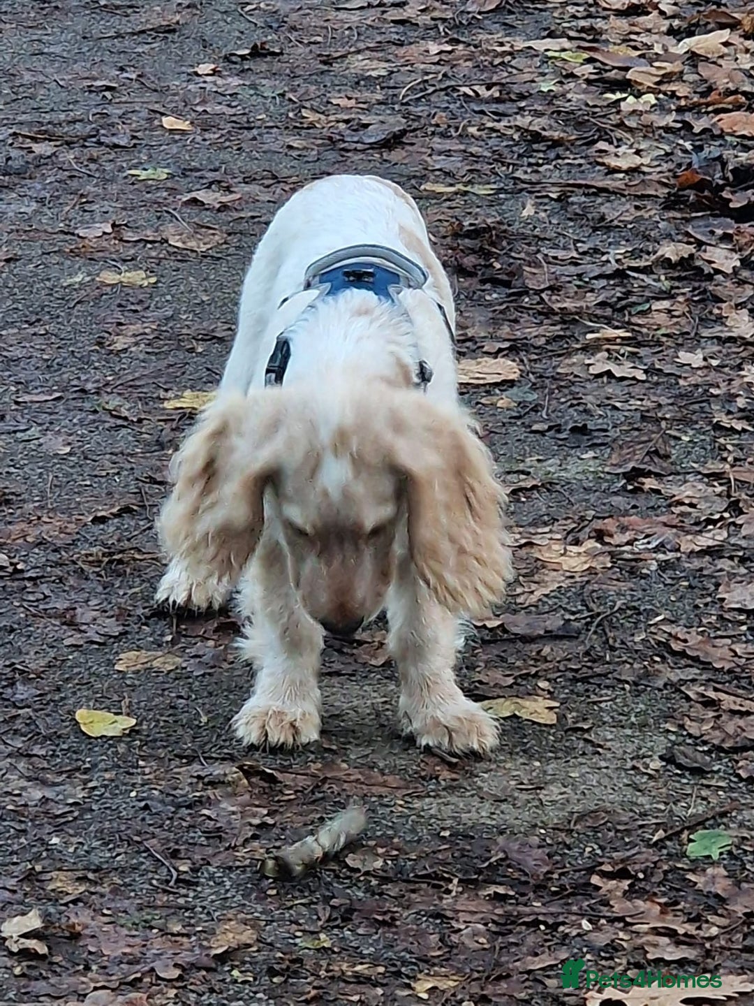 Cocker Spaniel dogs for sale: Cocker spaniel puppy - Advert 5