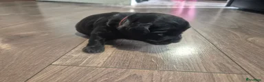 Cockapoo 3