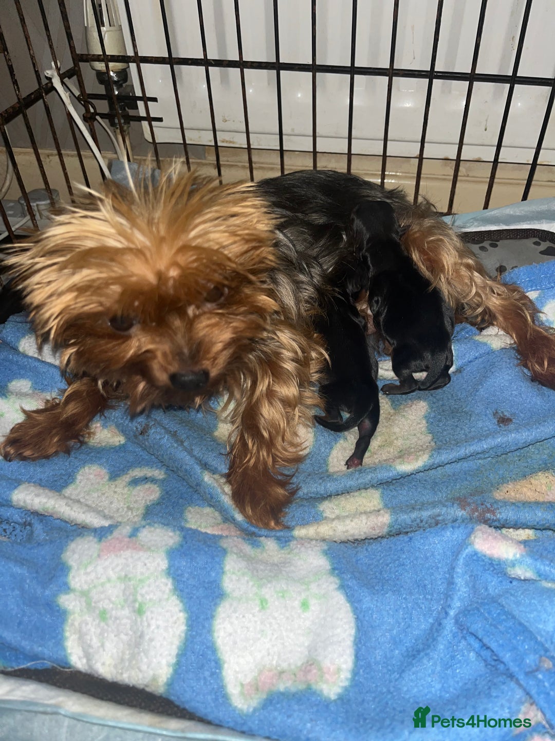 Yorkshire Terrier dogs for sale: Stunning miniature Yorkshire terrier puppies - Advert 3