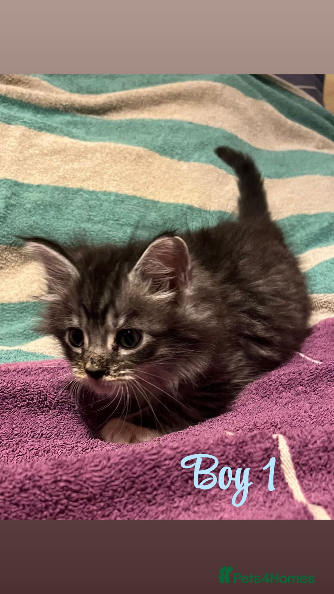 Mixed Breed cats for sale: MAINECOON X KITTENS FOR SALE 🩵🩷 - Advert 11