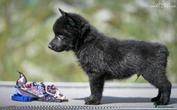 Schipperke dogs for sale: Puppy schipperke  - Image 15