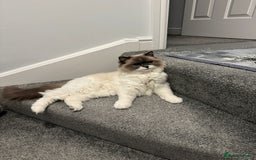 Ragdoll cats for sale: Brother Sister Ragdolls for Rehoming  - Image 10