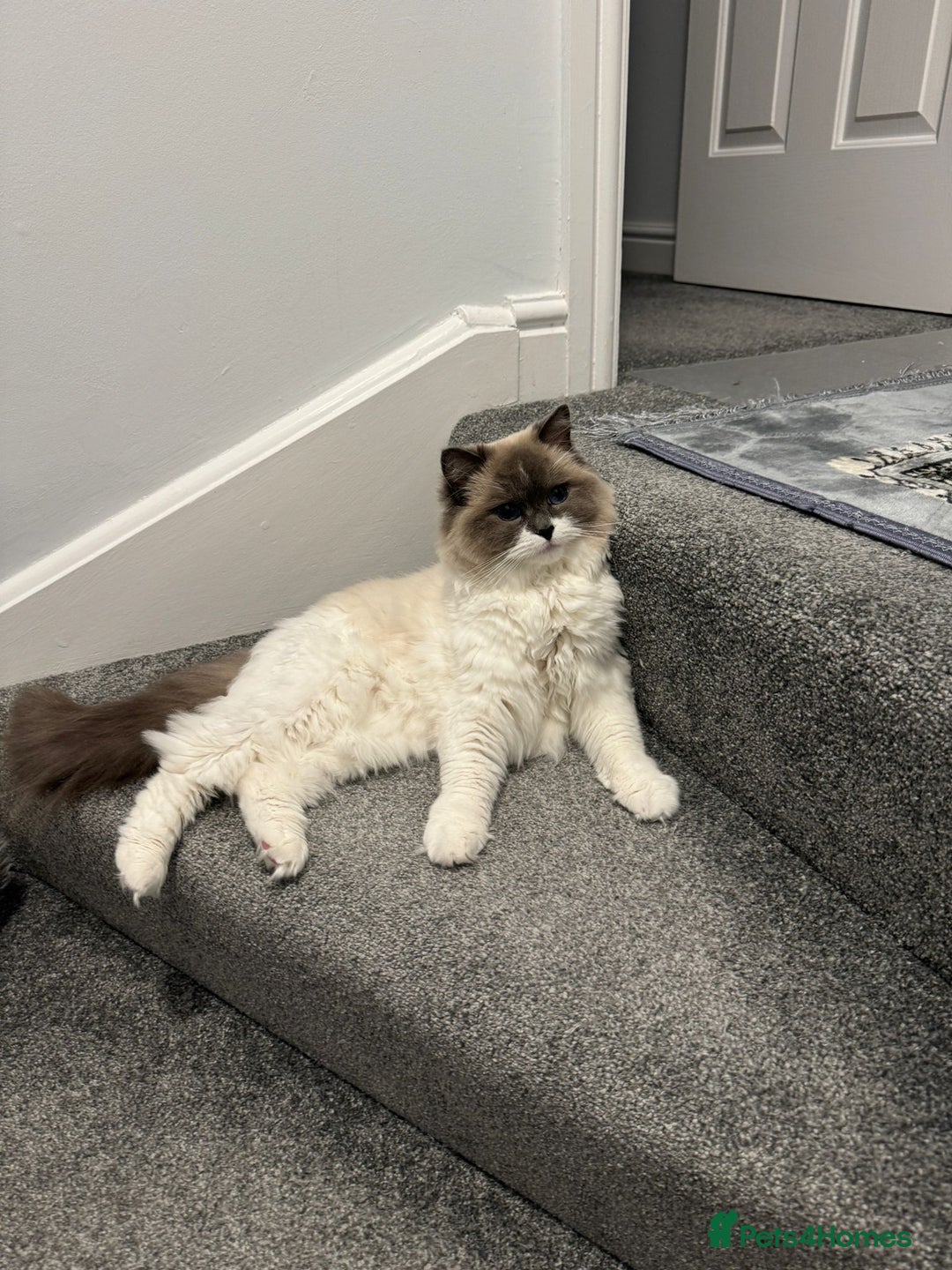 Ragdoll cats for sale: Brother Sister Ragdolls for Rehoming  - Image 10