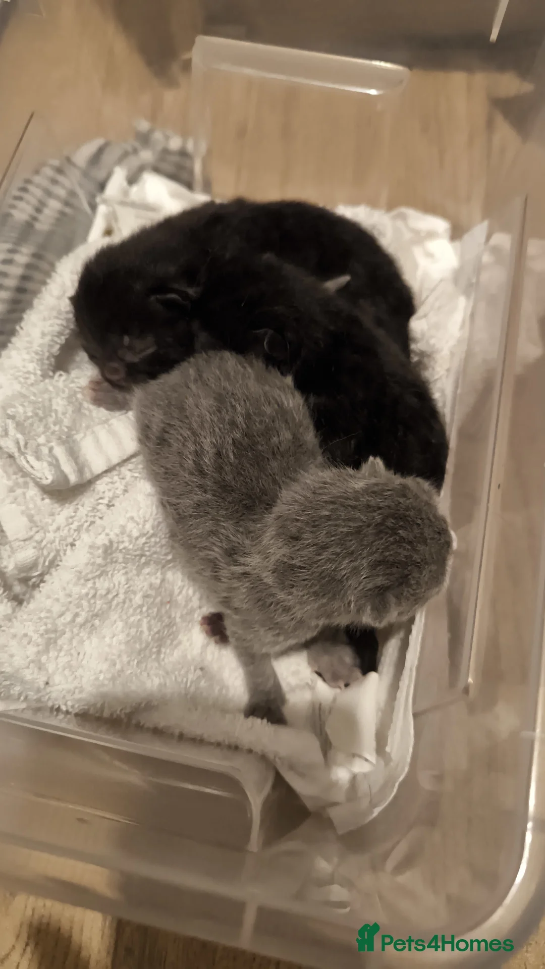 British Shorthair cats for stud:  GCCF registered STUD CHOCOLATE B blood group  in Beaconsfield - Advert 5