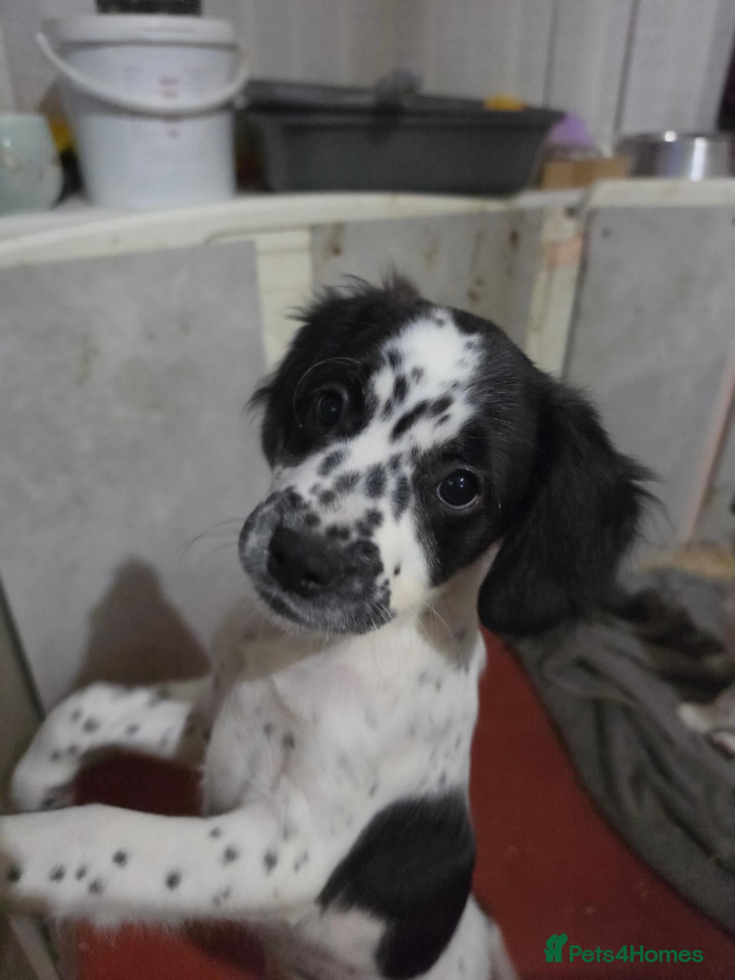 Sprocker dogs ONE LAST GIRL READY NOW Cocker spaniel puppies. - Advert 3