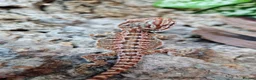 Bearded Dragon reptiles for sale: Baby beardes dragons for sale  - Advert 9