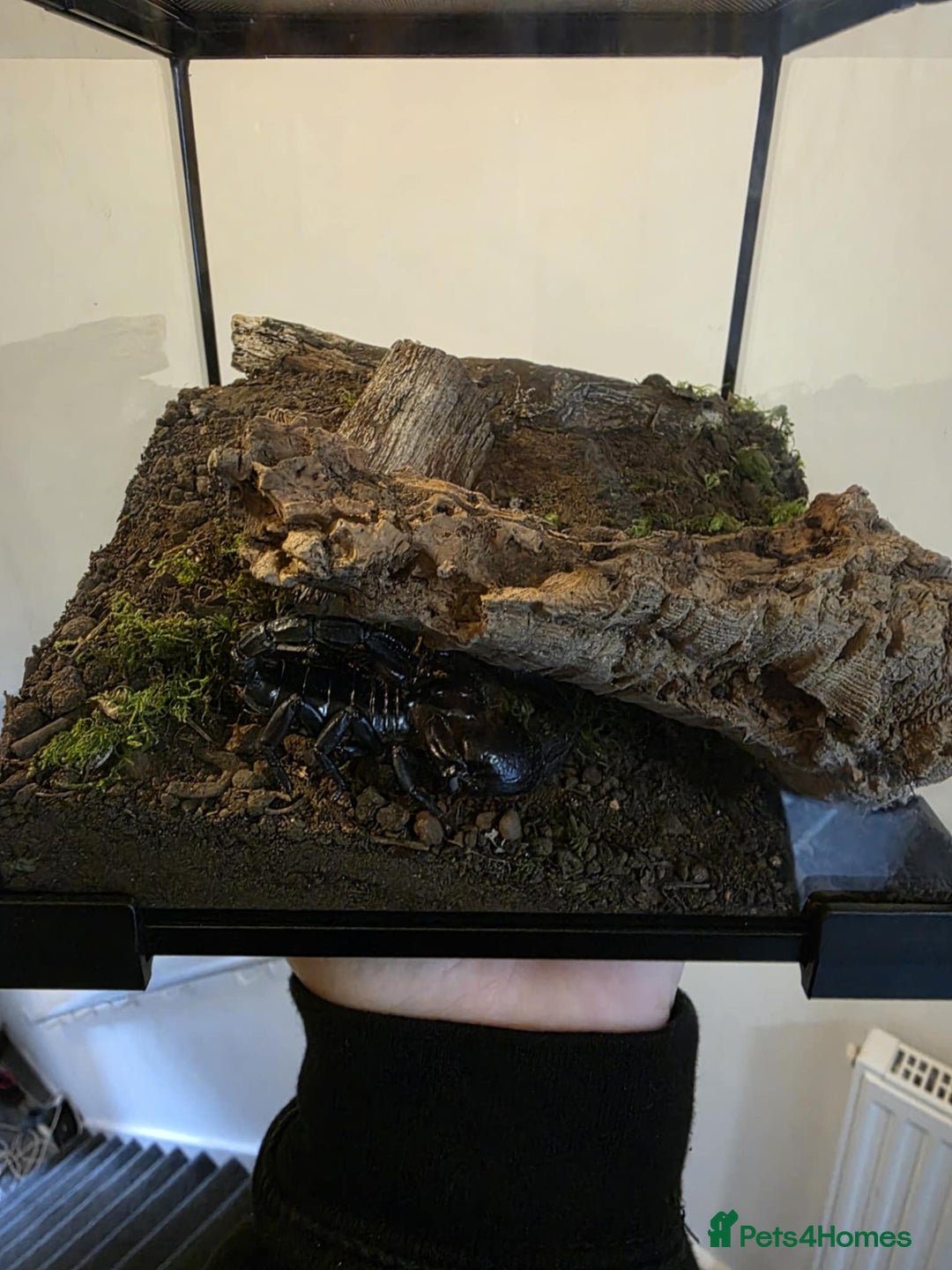 Scorpions invertebrates for sale: Asian forest scorpion  - Advert 1