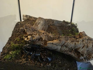 Scorpions invertebrates Asian forest scorpion - Advert 12