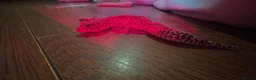 Gecko reptiles for sale: Leopard Gecko in Kidderminster - Advert 6