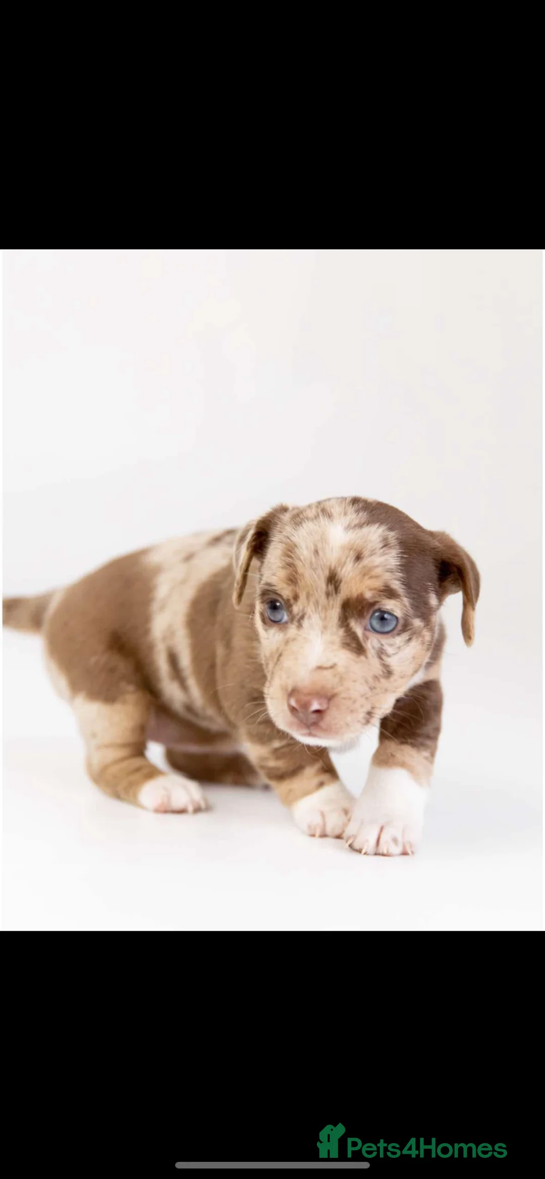 Jack Russell dogs for stud: Silver Merle carrying Blue and Chocolate in Bradford - Advert 13