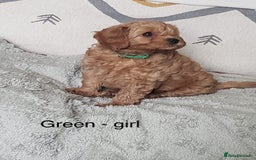 Cavapoo dogs for sale: 7 week old Cavapoo puppies - Bucks/Herts border - Image 6