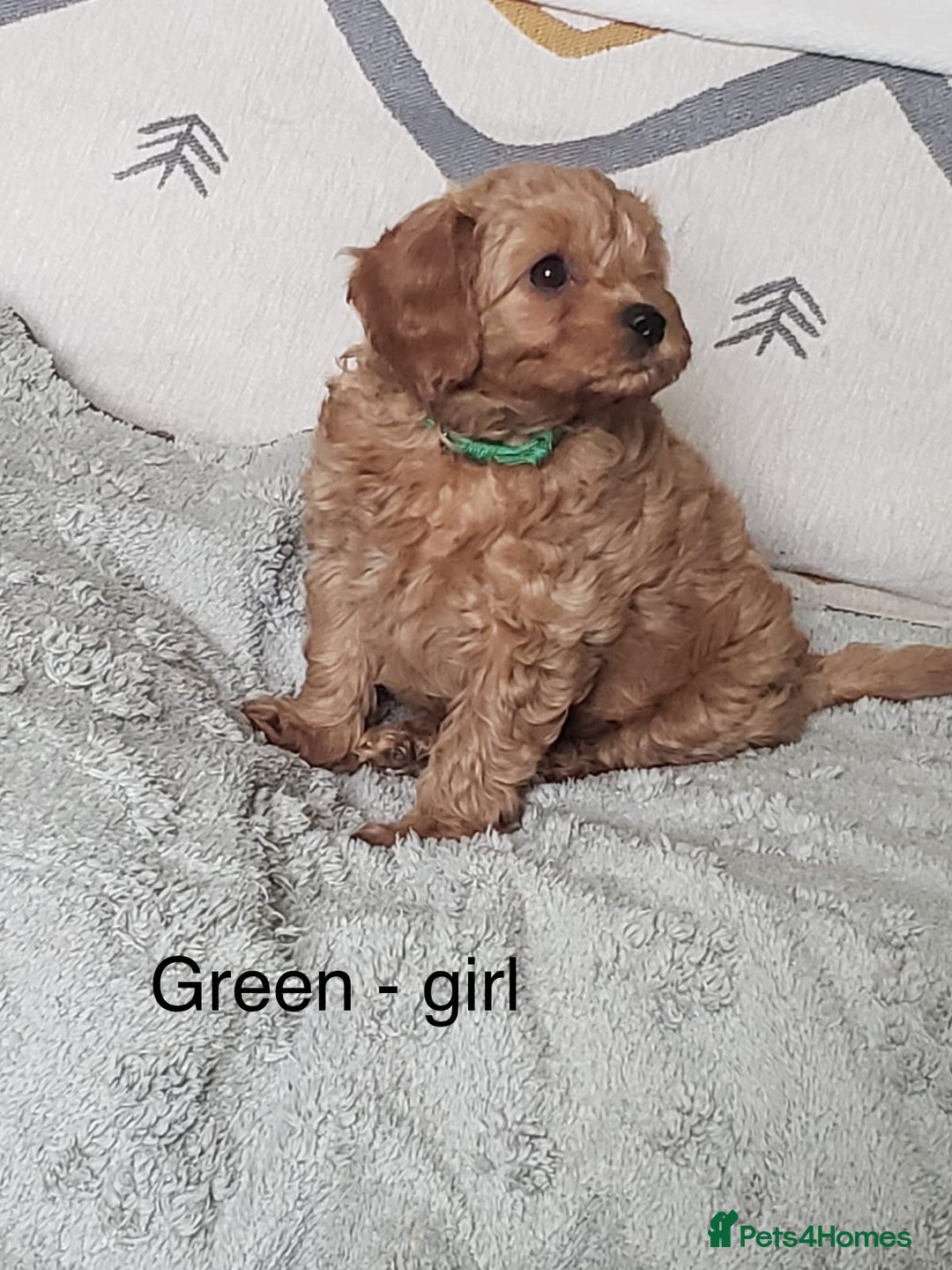 Cavapoo dogs for sale: 7 week old Cavapoo puppies - Bucks/Herts border - Image 6