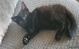 Mixed Breed cats for sale: Adorable kittens  - Image 4