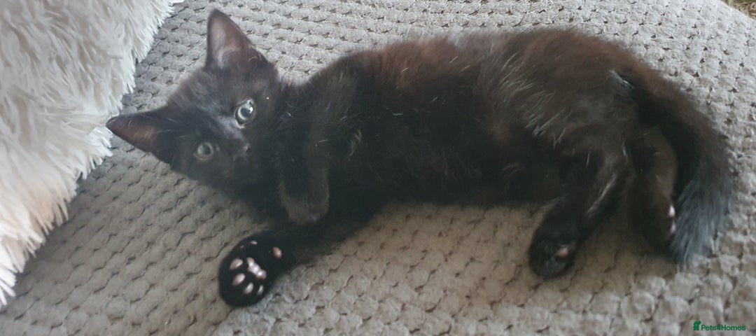 Mixed Breed cats for sale: Adorable kittens  - Image 4