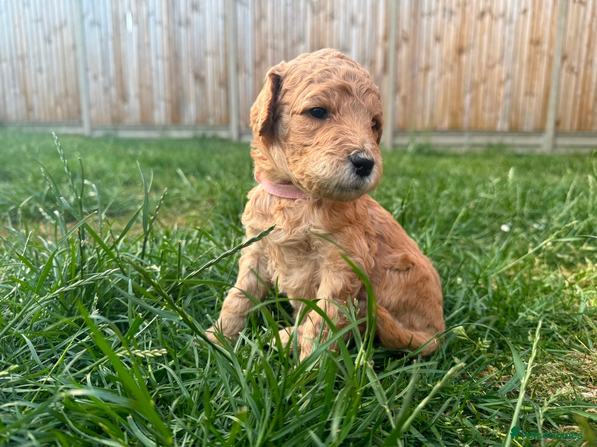 Goldendoodle Puppy 6 Pink Collar Girl