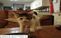 Domestic Shorthair cats for sale: 1 YO Male Free & 2x Male Kittens Available. - Image 9