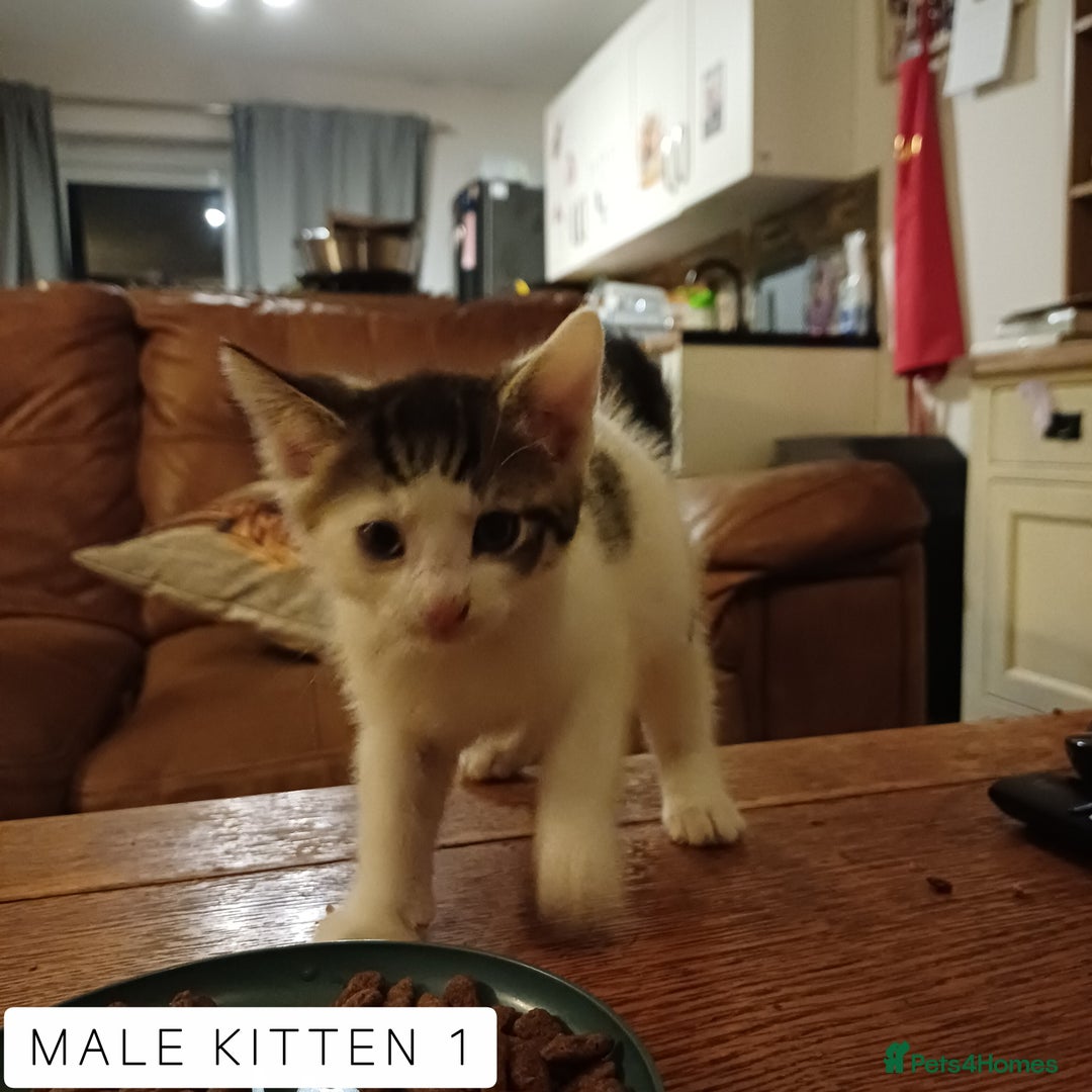 Domestic Shorthair cats for sale: 1 YO Male Free & 2x Male Kittens Available. - Image 9