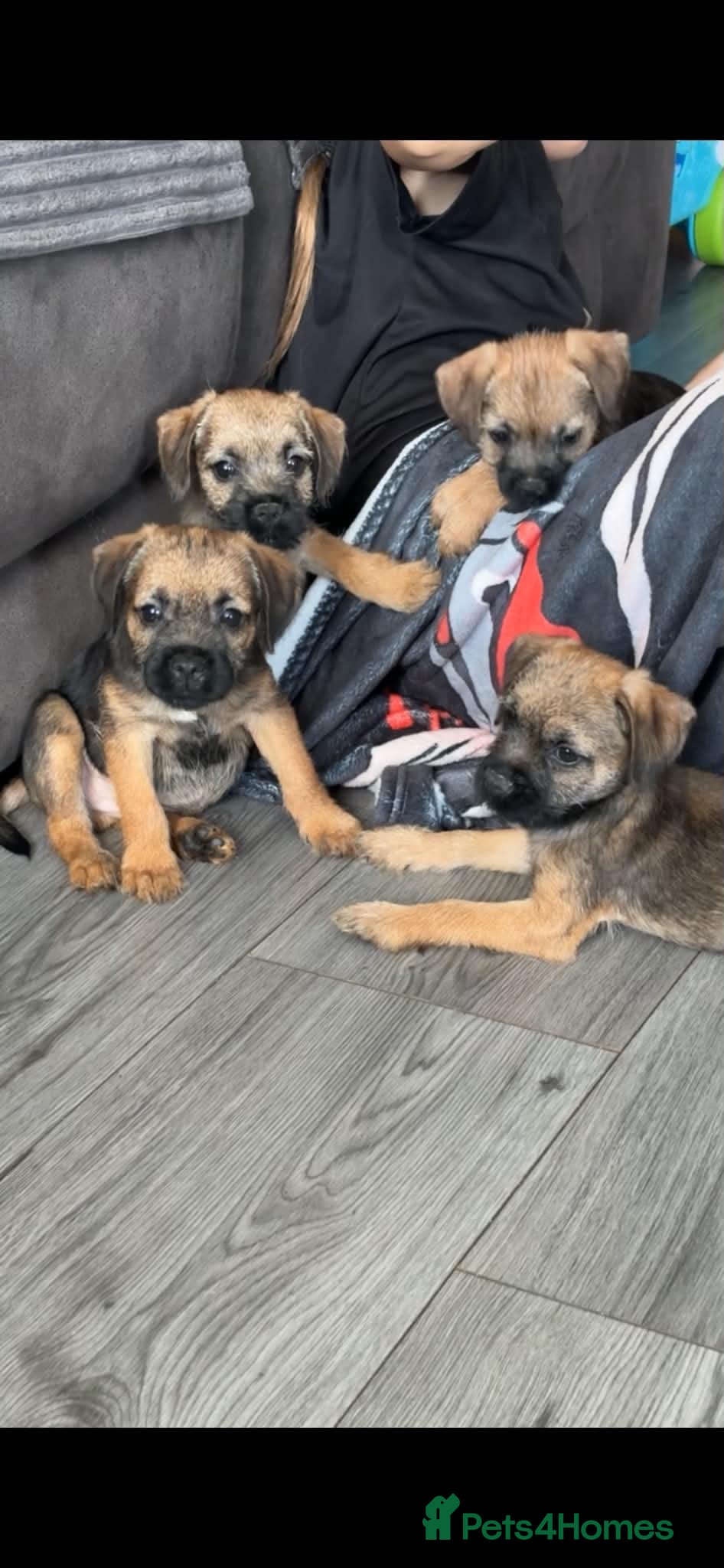 Border Terrier dogs Border Terrier Puppies (KC Registered)  - Advert 1