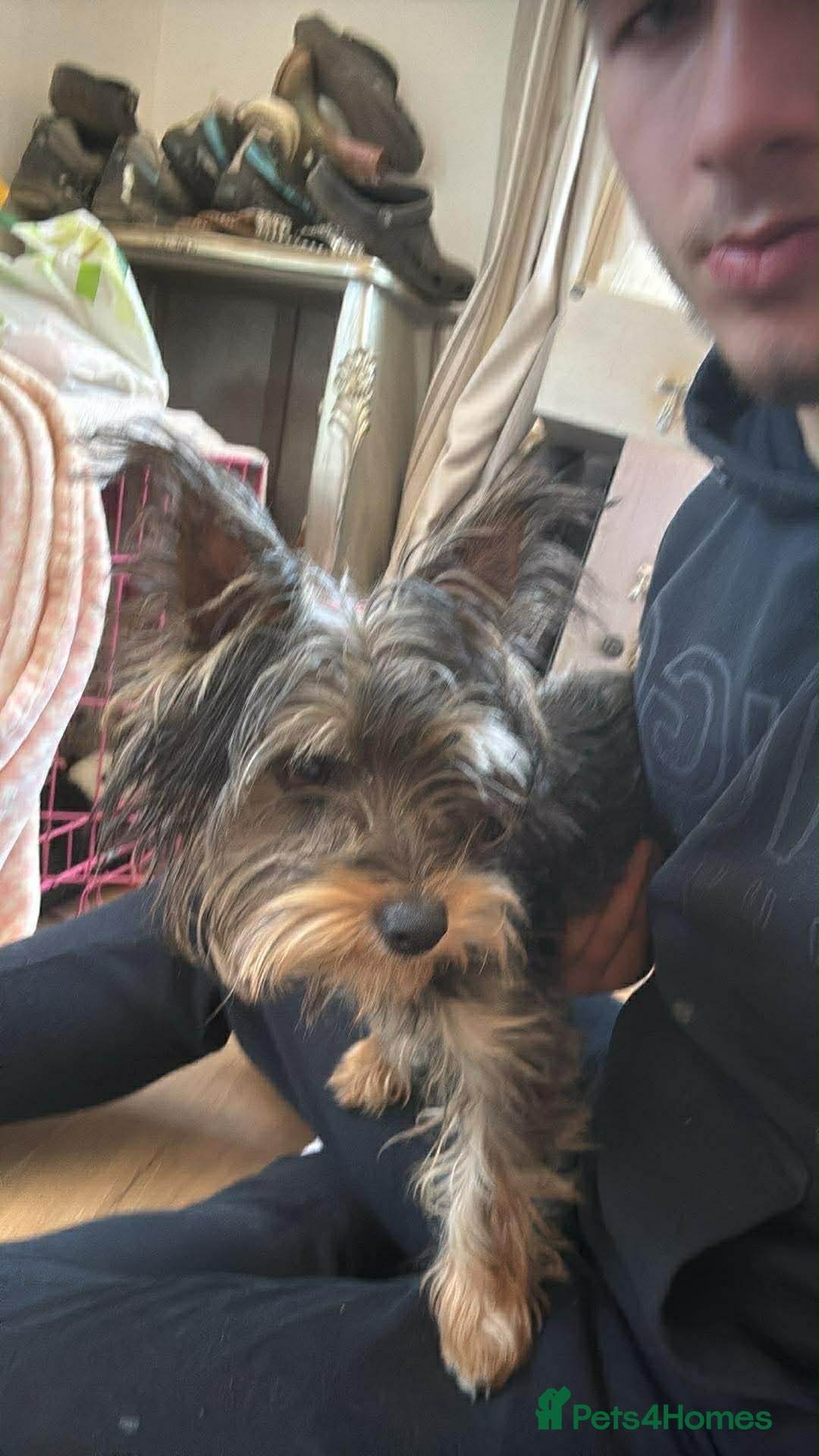 Yorkshire Terrier dogs Little Delilah - Advert 1