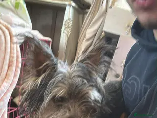 Yorkshire Terrier dogs Little Delilah - Advert 2